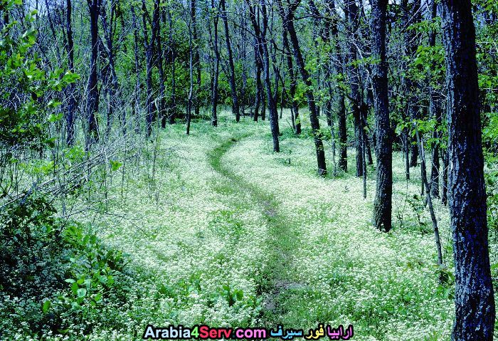 صور-غابات-و-زهور-طبيعية-6.jpg