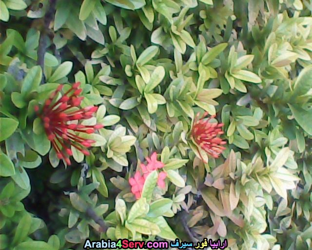 صور-غابات-و-زهور-طبيعية-9.jpg