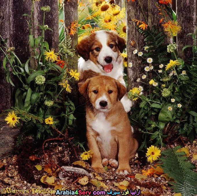 صور-كلاب-وسط-الزهور-جميلة-جدا-1.jpg