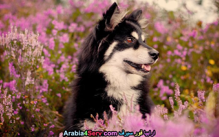صور-كلاب-وسط-الزهور-جميلة-جدا-10.jpg