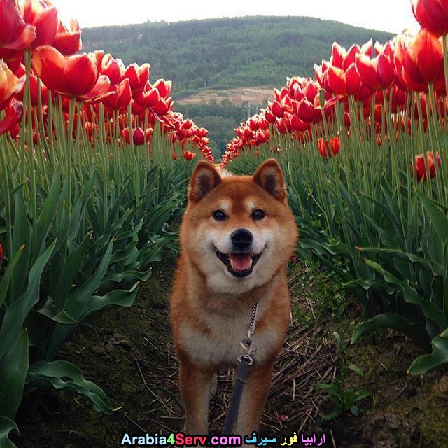 صور-كلاب-وسط-الزهور-جميلة-جدا-11.jpg
