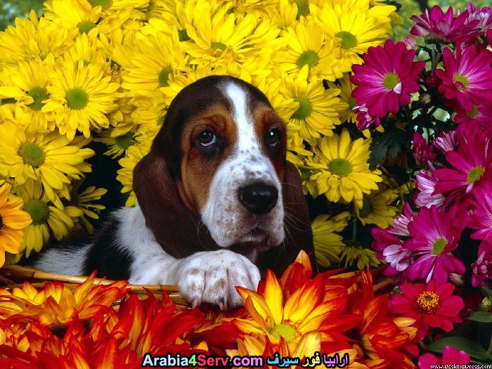 صور-كلاب-وسط-الزهور-جميلة-جدا-12.jpg