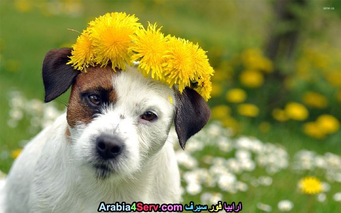 صور-كلاب-وسط-الزهور-جميلة-جدا-13.jpg