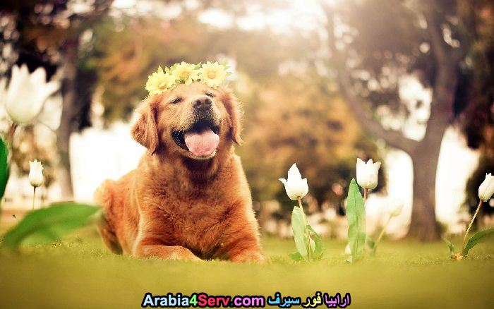 صور-كلاب-وسط-الزهور-جميلة-جدا-16.jpg