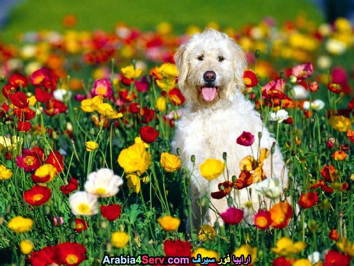 صور-كلاب-وسط-الزهور-جميلة-جدا-18.jpg