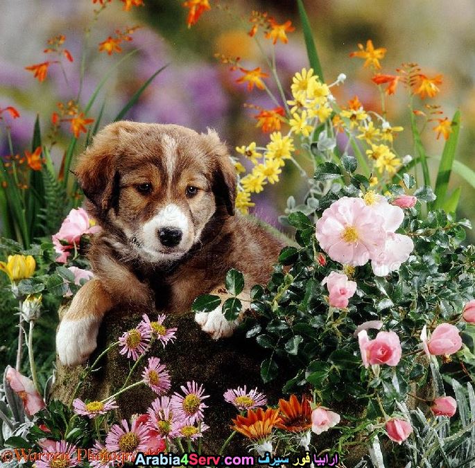 صور-كلاب-وسط-الزهور-جميلة-جدا-2.jpg