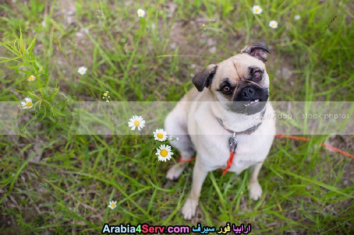 صور-كلاب-وسط-الزهور-جميلة-جدا-20.jpg