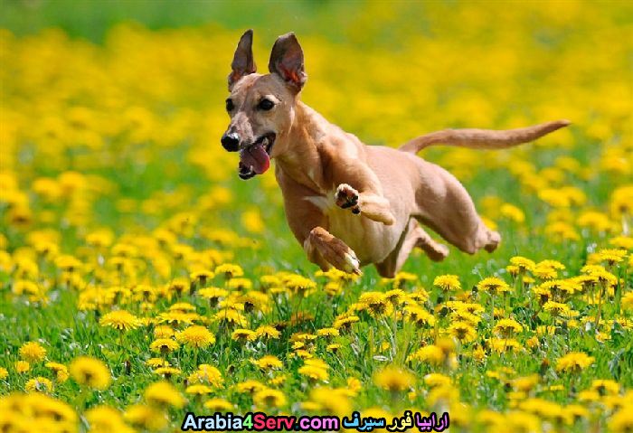 صور-كلاب-وسط-الزهور-جميلة-جدا-22.jpg