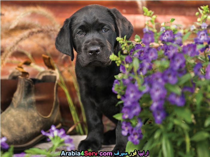 صور-كلاب-وسط-الزهور-جميلة-جدا-23.jpg