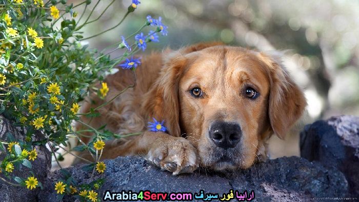 صور-كلاب-وسط-الزهور-جميلة-جدا-24.jpg