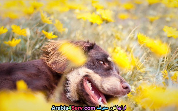 صور-كلاب-وسط-الزهور-جميلة-جدا-25.jpg