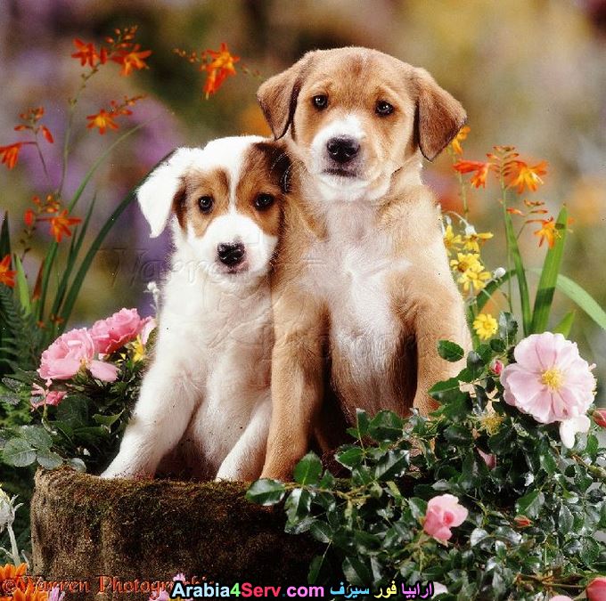 صور-كلاب-وسط-الزهور-جميلة-جدا-3.jpg