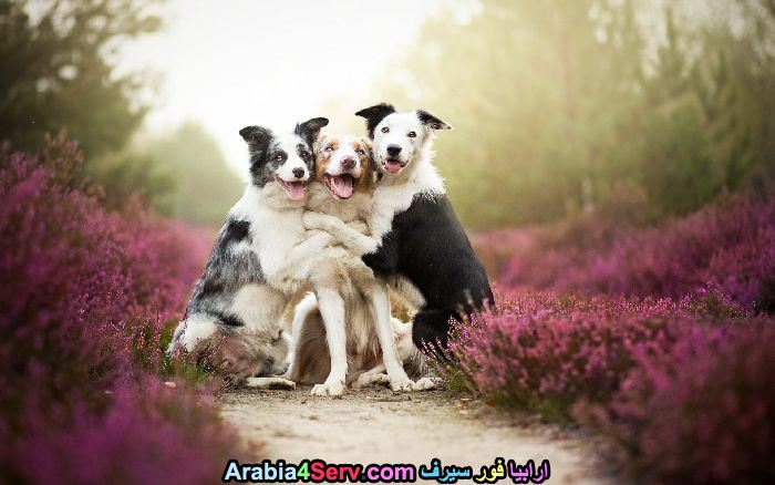 صور-كلاب-وسط-الزهور-جميلة-جدا-4.jpg
