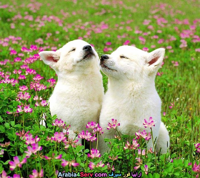 صور-كلاب-وسط-الزهور-جميلة-جدا-5.jpg