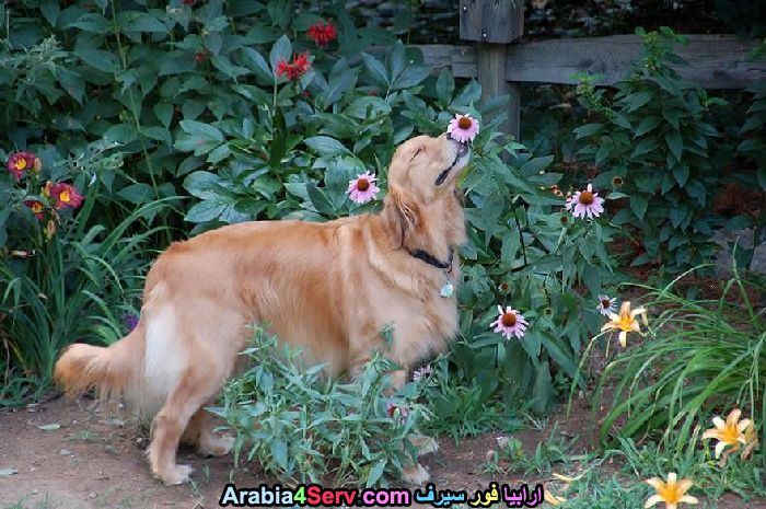 صور-كلاب-وسط-الزهور-جميلة-جدا-6.jpg