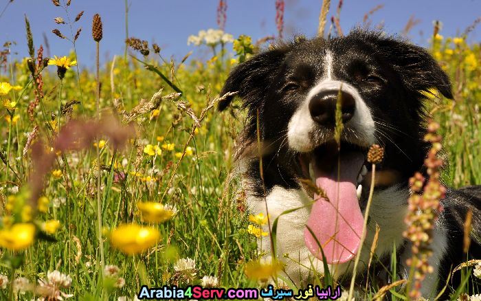 صور-كلاب-وسط-الزهور-جميلة-جدا-7.jpg
