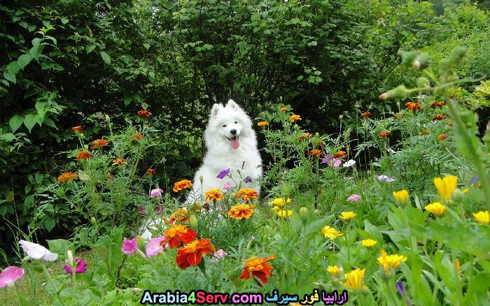 صور-كلاب-وسط-الزهور-جميلة-جدا-8.jpg