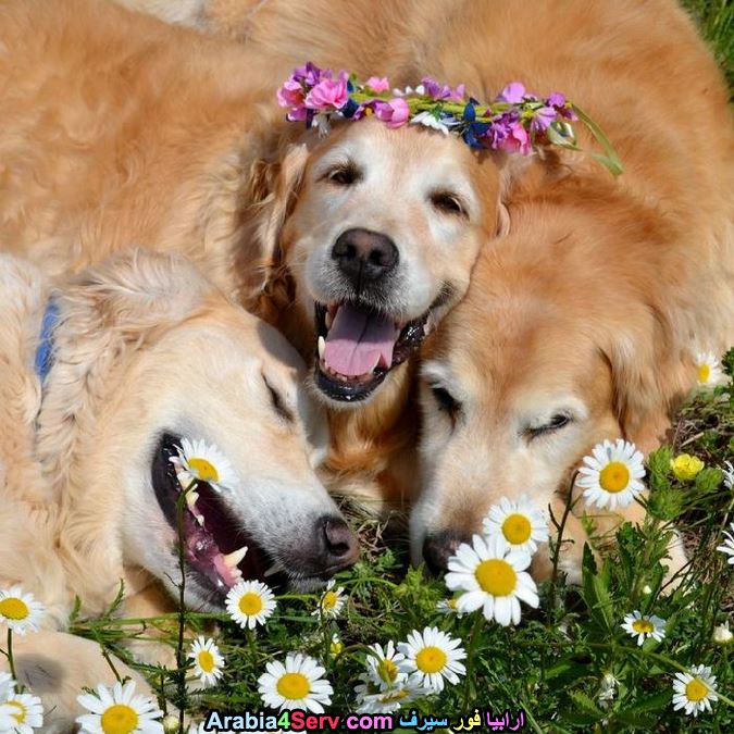 صور-كلاب-وسط-الزهور-جميلة-جدا-9.jpg