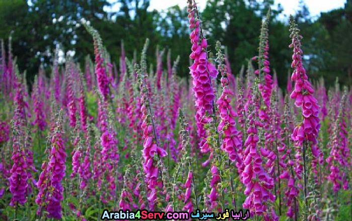 صور-ورود-الغابات-10.jpg