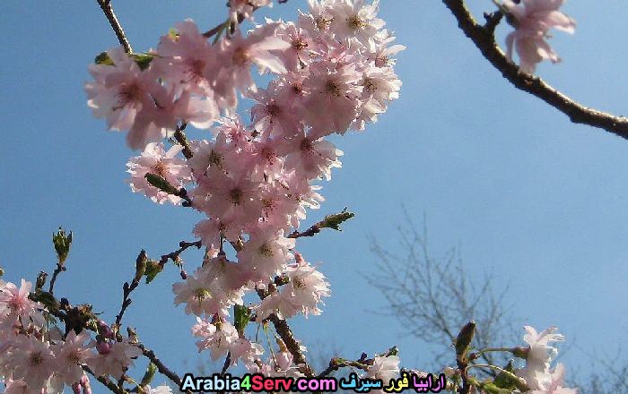 صور-ورود-الغابات-11.jpg