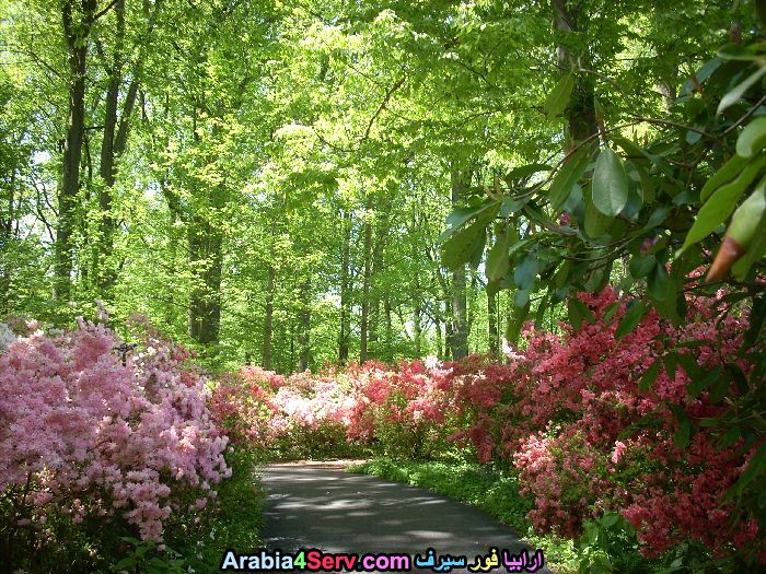 صور-ورود-الغابات-12.jpg