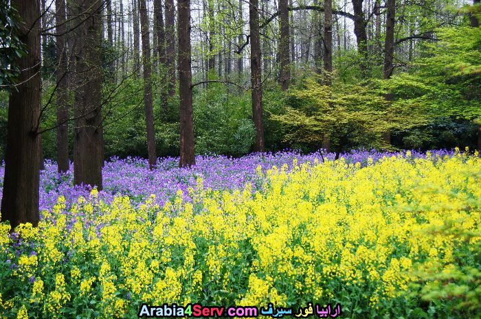 صور-ورود-الغابات-13.jpg
