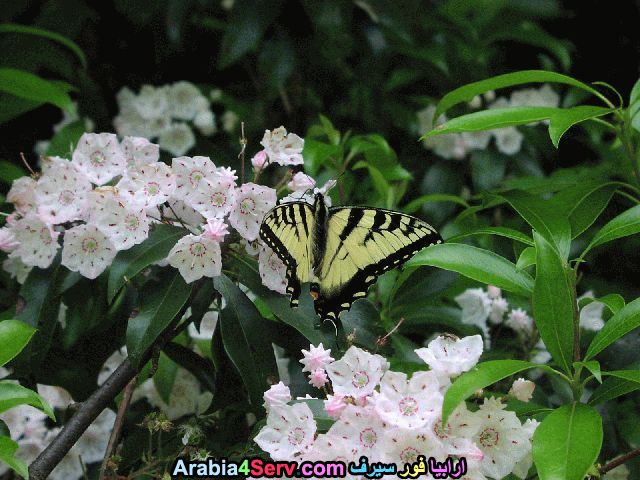 صور-ورود-الغابات-14.jpg