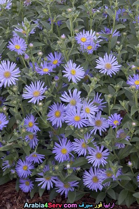 صور-ورود-الغابات-15.jpg