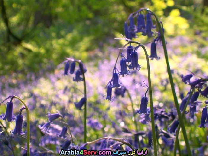 صور-ورود-الغابات-16.jpg