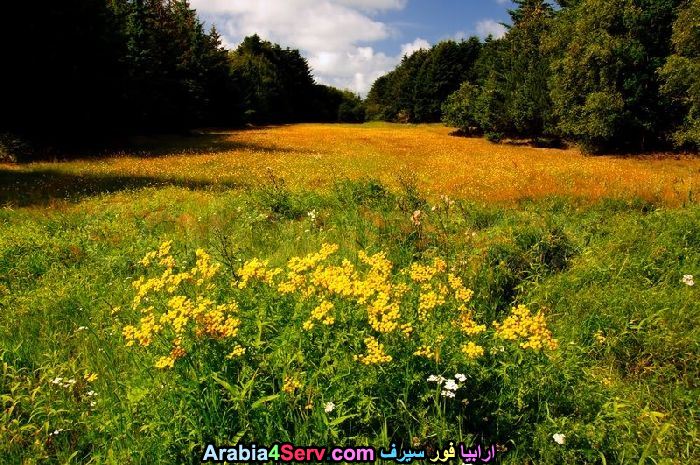 صور-ورود-الغابات-17.jpg