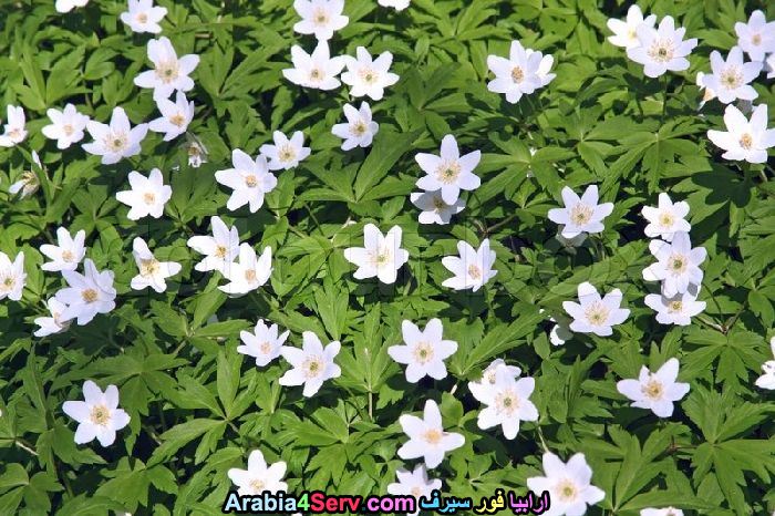 صور-ورود-الغابات-5.jpg