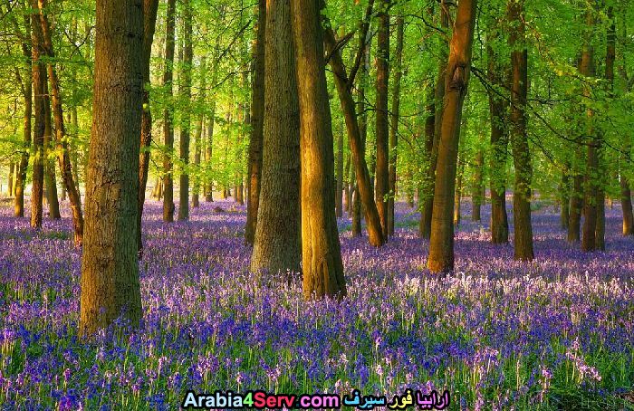 صور-ورود-الغابات-6.jpg