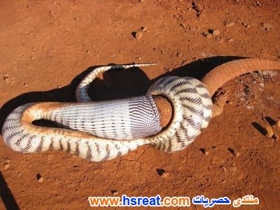 غرائب-حول-العالم-2.jpg