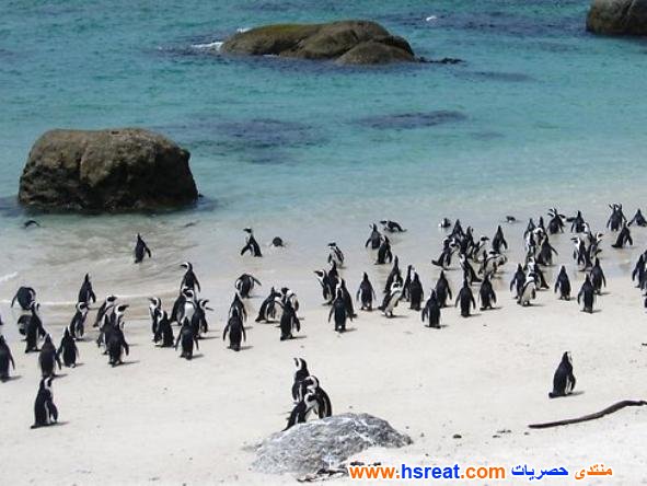 مناظر-طبيعية-من-كيب-تاون-8.jpg
